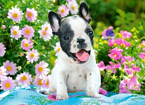 Pussel French Bulldog Puppy 70 bitar