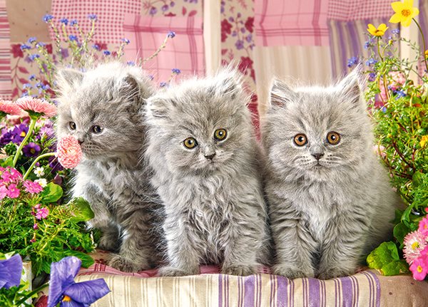 Pussel Three Gray Kittens