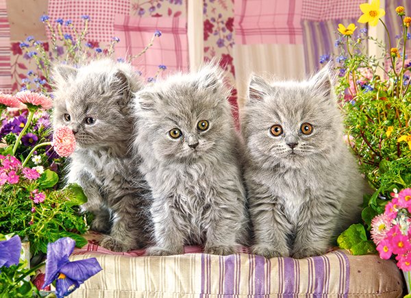 Pussel 300 bitar Three Grey Kittens
