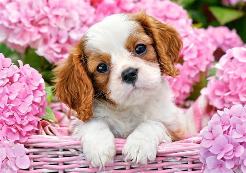 Pup in pink flowers 500 bitar
