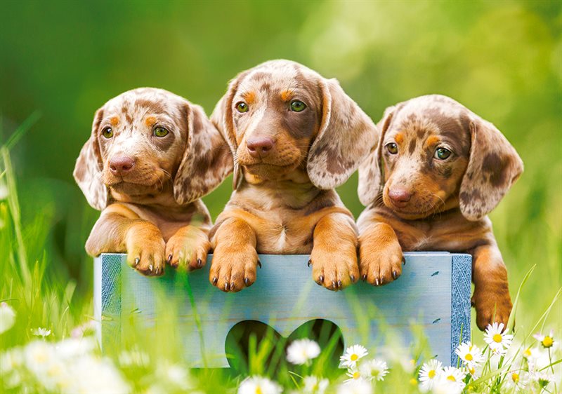 Cute Dachshunds 500 bitar