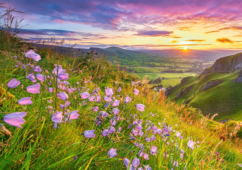 Harebells at sunrise 500 bitar