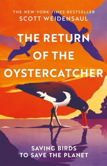 The Return of the Oystercatcher
