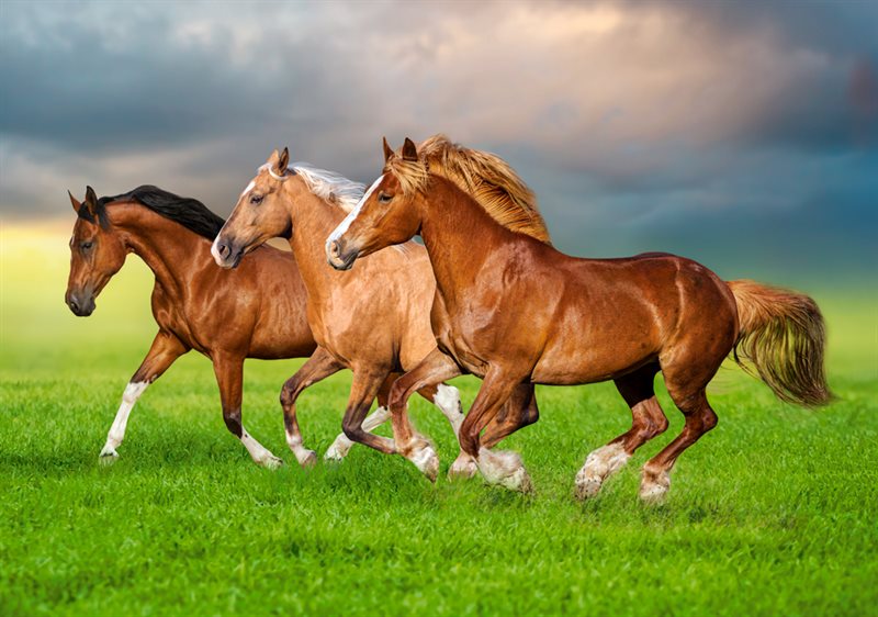 Pussel Horses in Spring Rush, 500 bitar